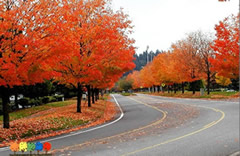 象美國(guó)改良紅楓、挪威楓等具有鮮明的彩葉特色的彩色落葉闊葉樹(shù)種是街道、公路兩旁的行道樹(shù)種的優(yōu)選。這些彩色闊葉樹(shù)種樹(shù)形的氣勢(shì)磅礴，提供的遮蔭環(huán)境很好，冬暖夏涼，秋天景色迷人，色彩豐富，讓路人感覺(jué)到車(chē)移景異的效果。
